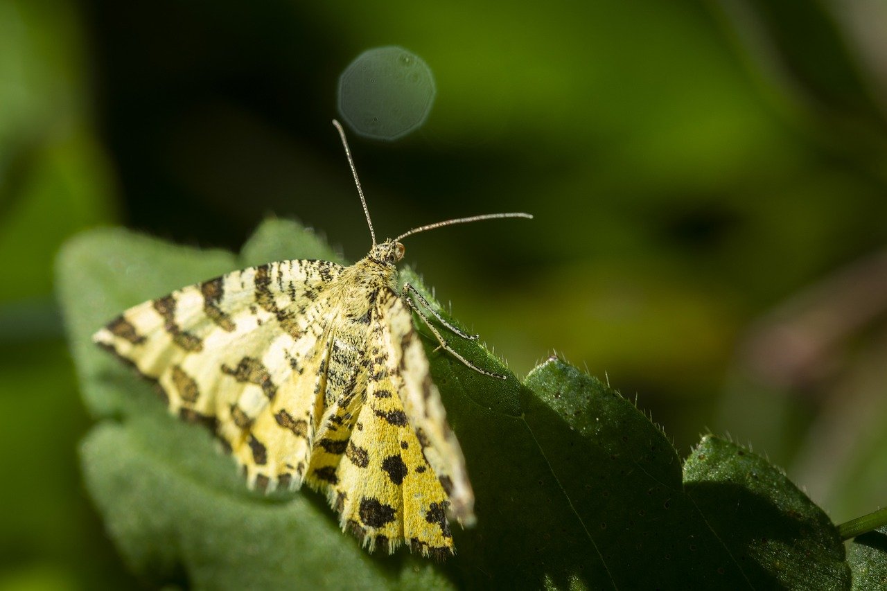 Schmetterling auf Blatt