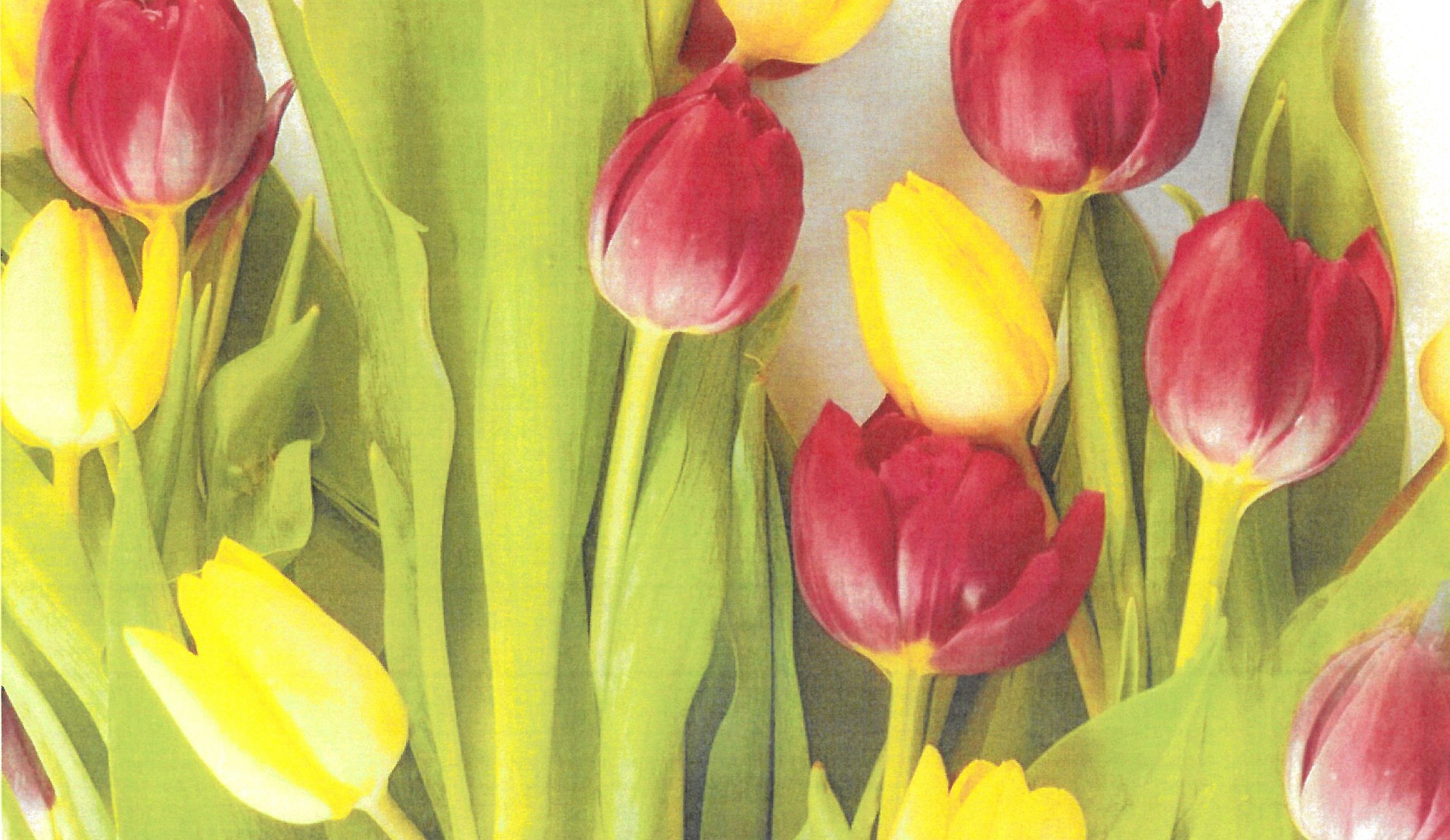 Tulpen