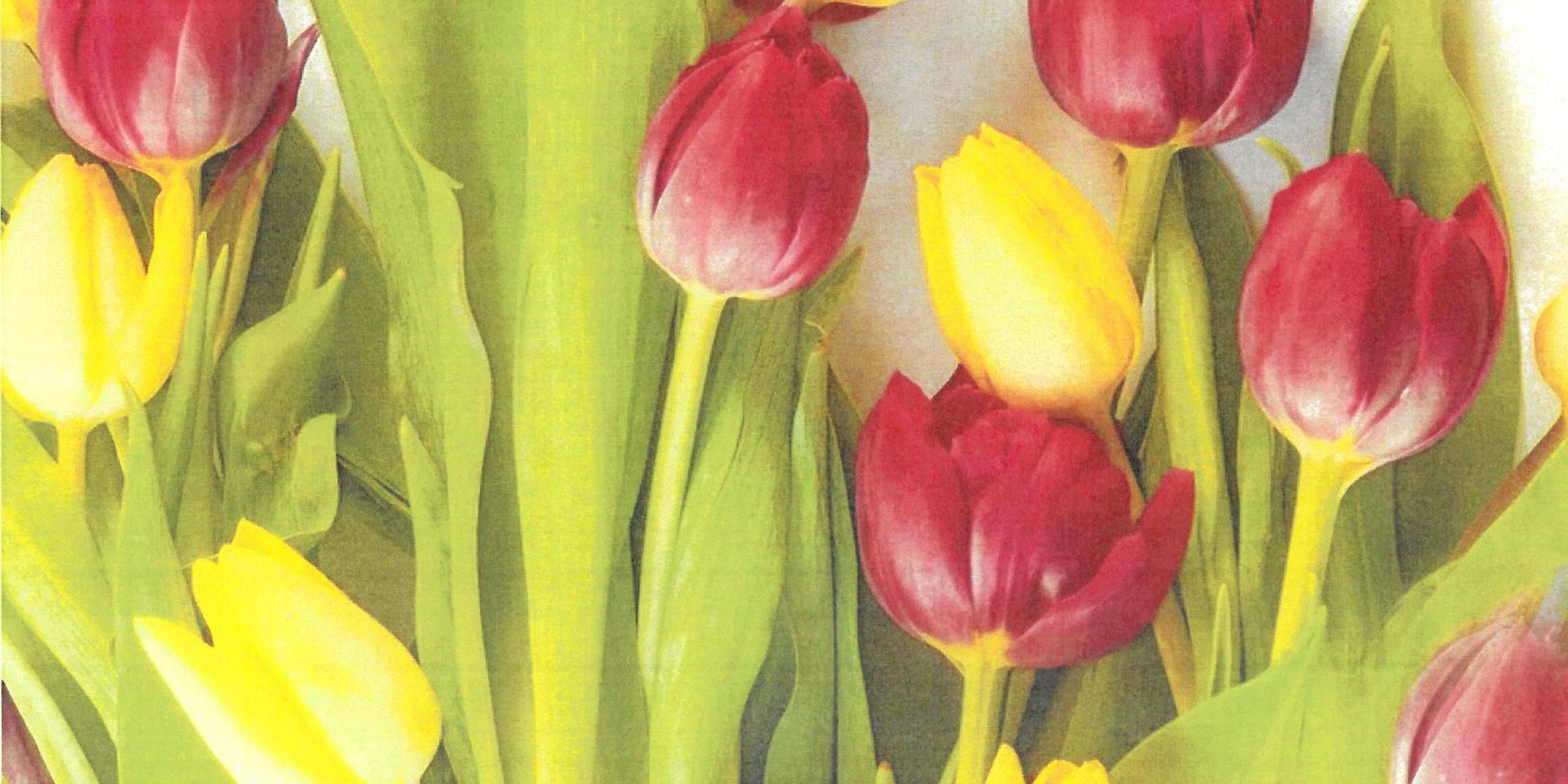 Tulpen