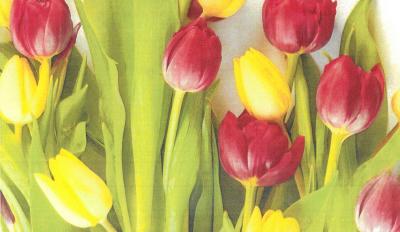 Tulpen